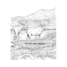 Elk Coloring Pages - Tule Elk