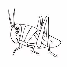 Two-Striped Grasshopper Coloring Page Two-Striped Grasshopper Coloring Page