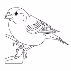 White-Throated Sparrow Coloring Page White-Throated Sparrow Coloring Page