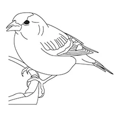 White-Throated Sparrow Coloring Page 