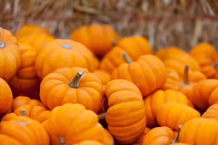 Halloween Party Games For Tweens - Pumpkin Hunt Halloween Party Games For Tweens - Pumpkin-Hunt