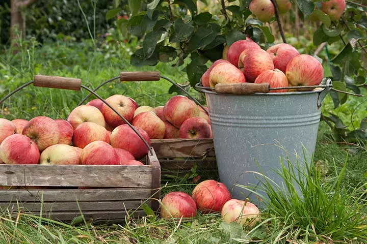 Fall Activities For Kids - The Apple Challenge