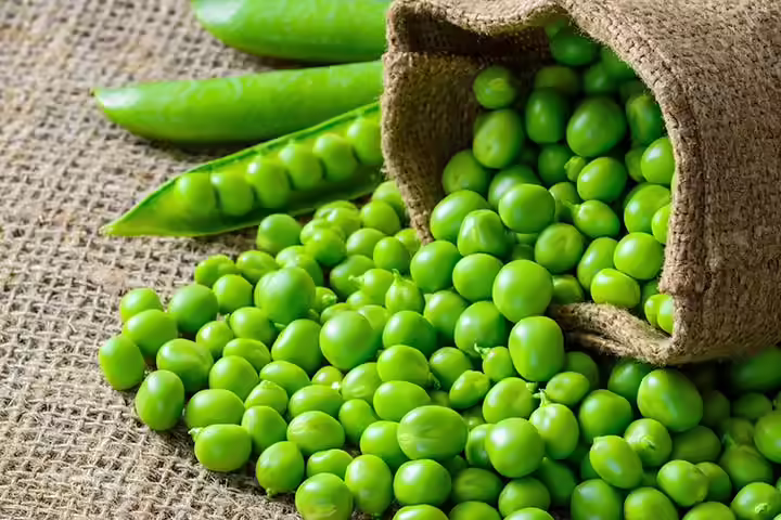The Papa Pea The Papa Pea