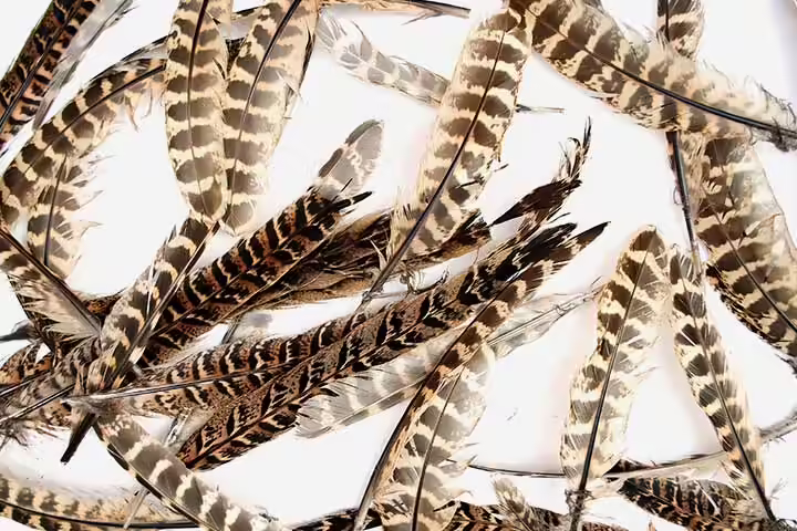 Turkey feather toss, games for kids Turkey feather toss, games for kids
