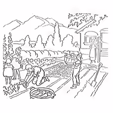 Harvest Coloring Pages - Old Method Of Harvesting Harvest Coloring Pages - Old Method Of Harvesting