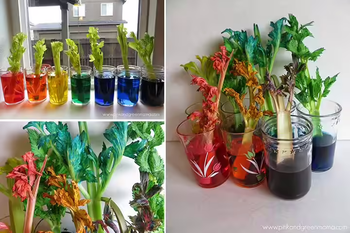 Rainbow celery experiment for kids Rainbow celery experiment for kids