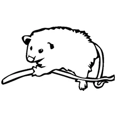 Brown-Eared Woolly Opossum Coloring Pages