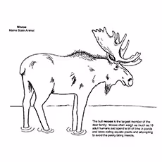 Bull Moose Bull Moose Coloring Page