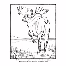 Color By Instruction of Moose Color By Instruction Picture of Moose
