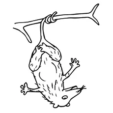 Coloring Sheet of Common Possum