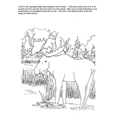 Eater Of Twigs Coloring Sheet