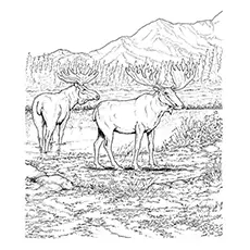 Eurasian Moose Coloring Sheet