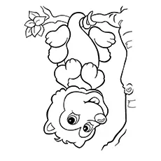 Coloring Pages Possum Hanging Upside Down From The Tree