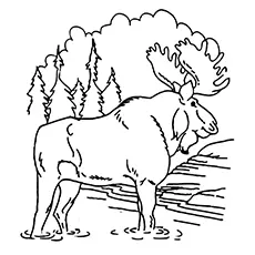 Coloring Sheet of Northwestern Moose