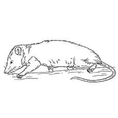 Possum Resting Printable Coloring Page