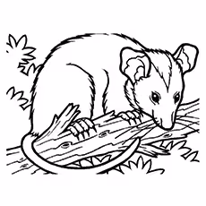 Possum Coloring Pages 
