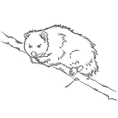 Coloring Pages of Virginia Possum Printable