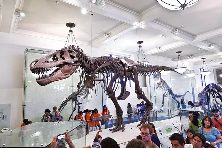 Dinosaur Activities For Preschoolers - Dinosaur Museum