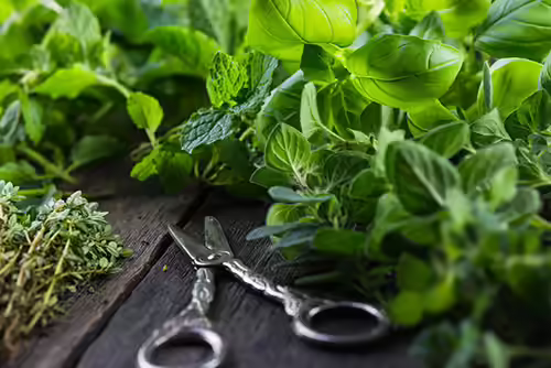 Fresh Herbs Fresh Herbs