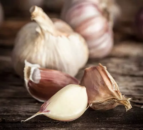 Garlic