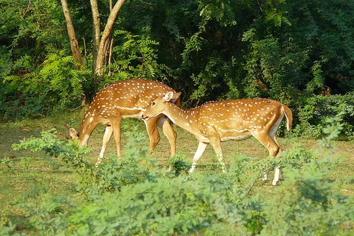 Guindy National Park in Chennai