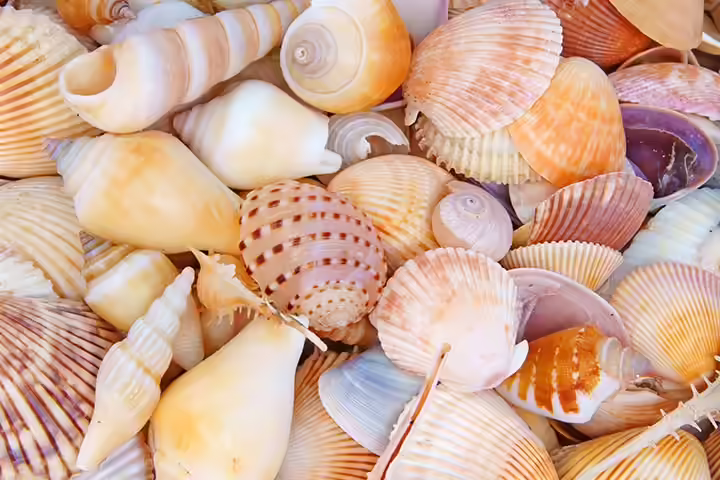 Sea Animal Crafts - Sea Shell Cup And Bowl Decoration Sea Animal Crafts - Sea Shell Cup And Bowl Decoration