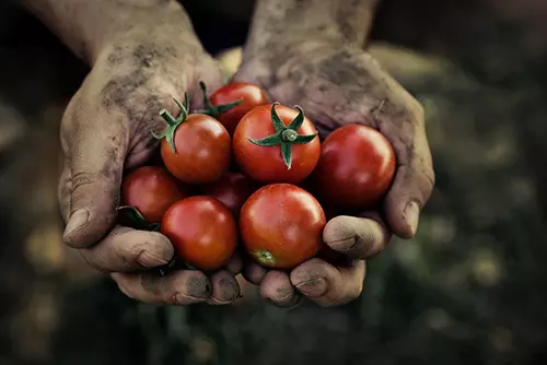 Tomatoes