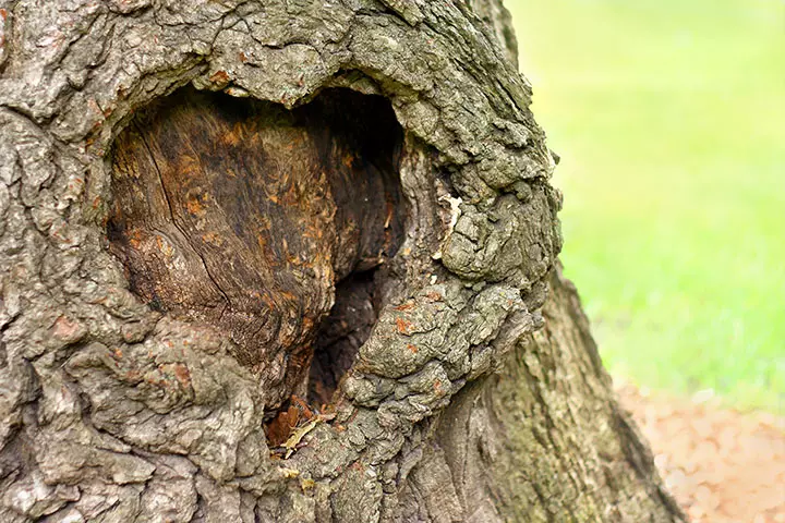 naturally-formed-the-shape-of-a-heart