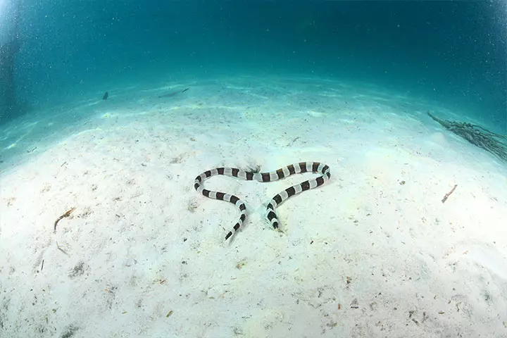 sea-snake-in-heart-shape