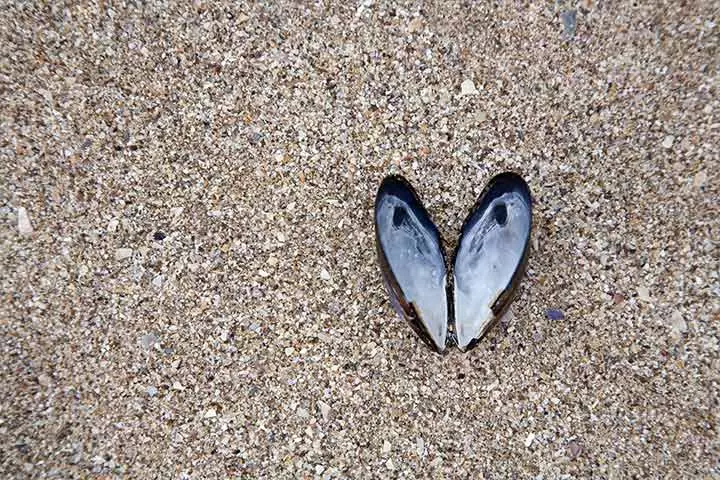 seashell-in-heart-shape