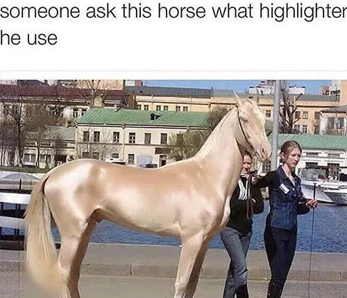 Horse Hilights