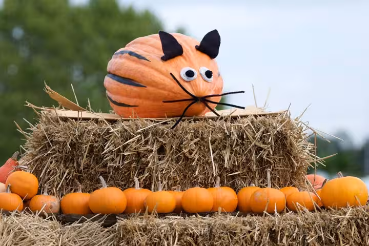 Mouse Crafts