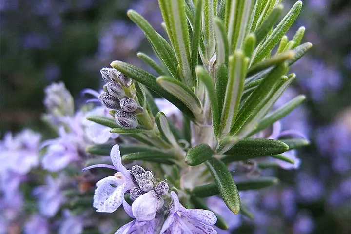 Rosemary food inspired baby name