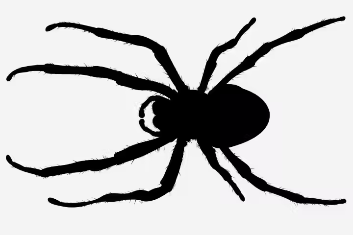 Spider Craft - Spider Silhouette Craft Spider Craft - Spider Silhouette Craft