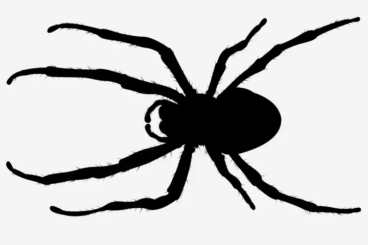 Spider Craft - Spider Silhouette Craft