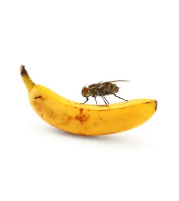 How To Get Rid Of Fruit Flies – 6 Ways To Combat Fruit Flies + Prevention Tips_image