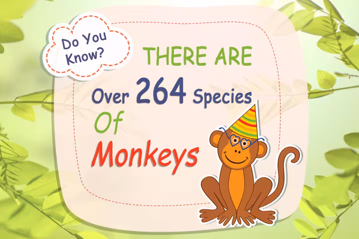 Monkey Facts For Kids Monkey Facts For Kids