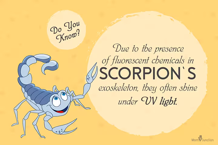 Scorpion Facts For Kids