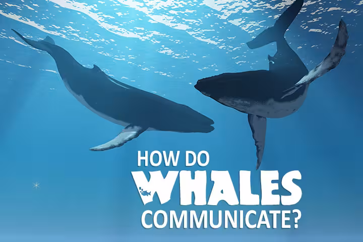 Whale Facts For Kids