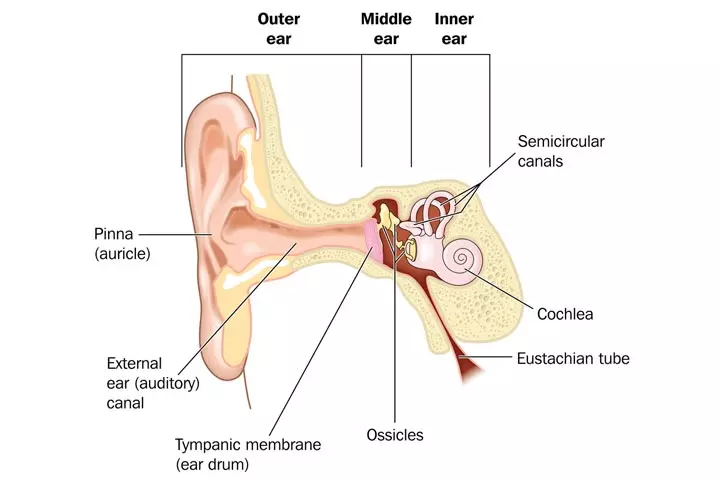 What Is An Ear Infection