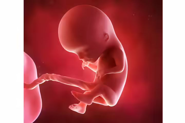 Baby Gender Through Its Heart Rate Baby Gender Through Its Heart Rate