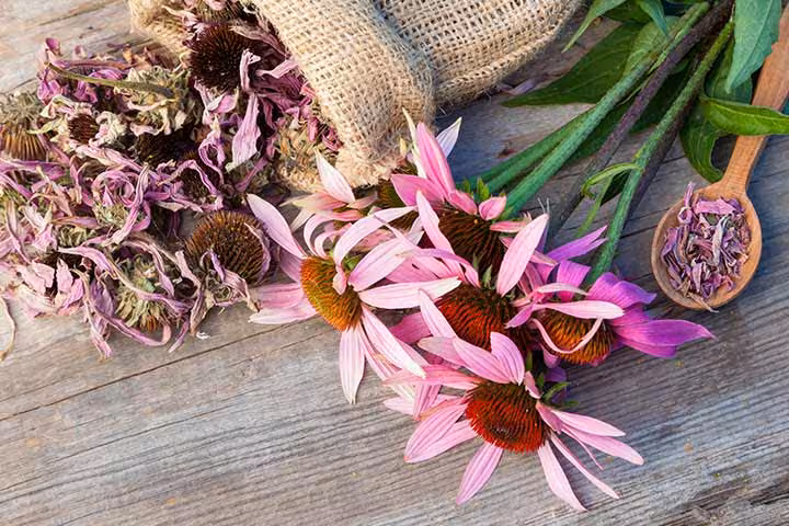 Echinacea For Babies Echinacea For Babies