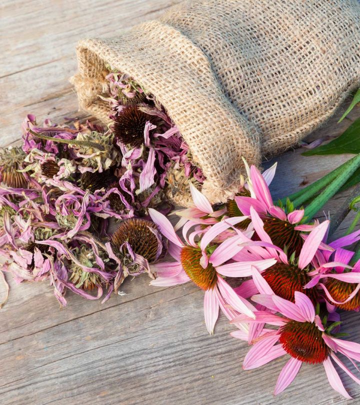 Is-Echinacea-Safe-For-Your-Baby