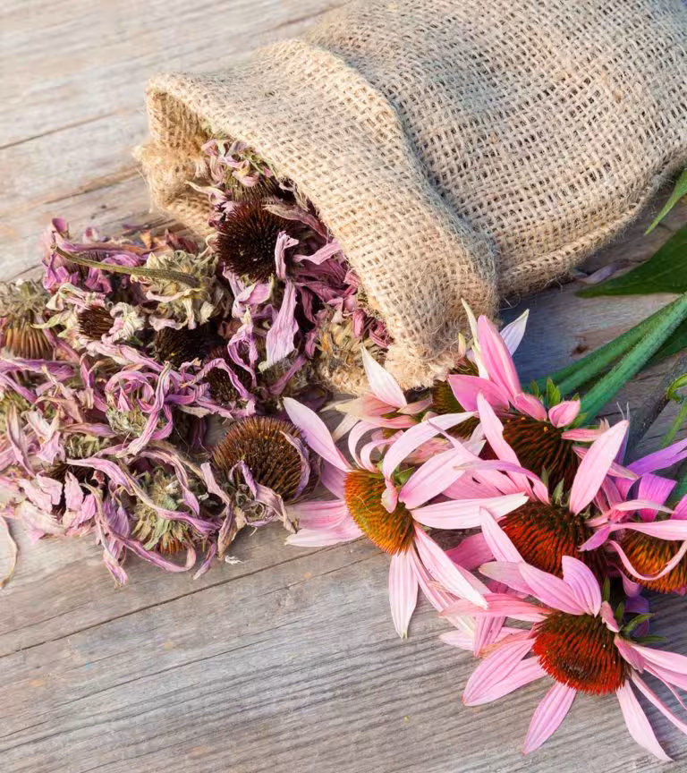 Is-Echinacea-Safe-For-Your-Baby