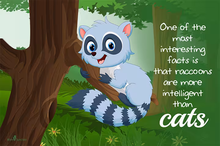 Facts About Raccoons For Kids Facts About Raccoons For Kids