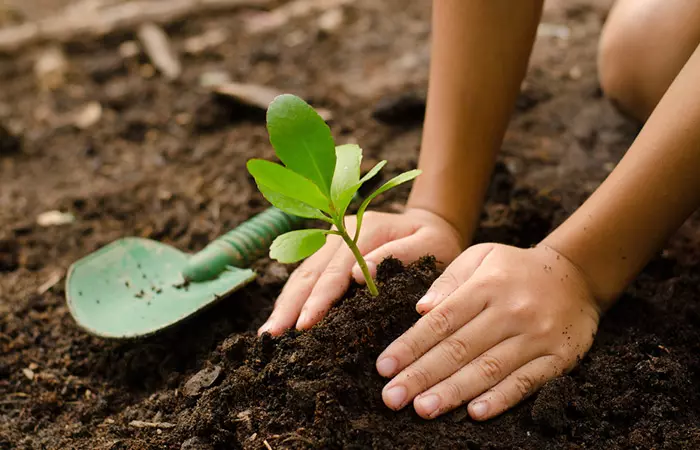 To-Fertilize-Plants