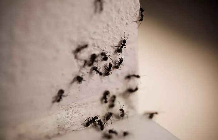 To-Get-Rid-Of-Those-Pesky-Ants