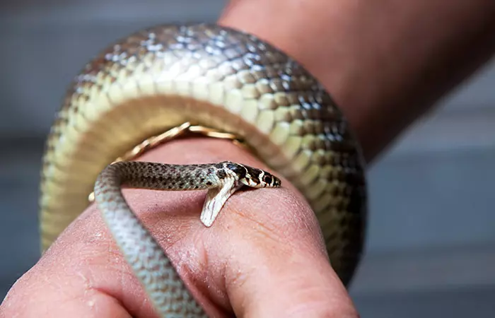 9. Sucking Out Venom In Case Of Poisonous Bites