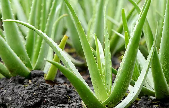 Aloe