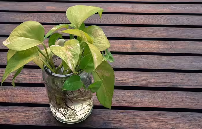 Money-Plant-(Epipremnum-aureum)